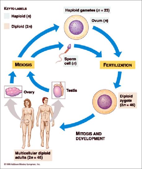 Basic terms necessary for an understanding of meiosis: germ cell: a sex cell that produces sperm or egg
