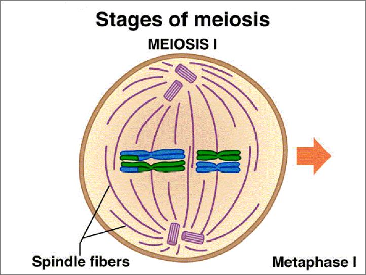 Stages of Meiosis Metaphase I spindle fibers attach to pairs of sister chromatids of tetrads and pull them towards the equator