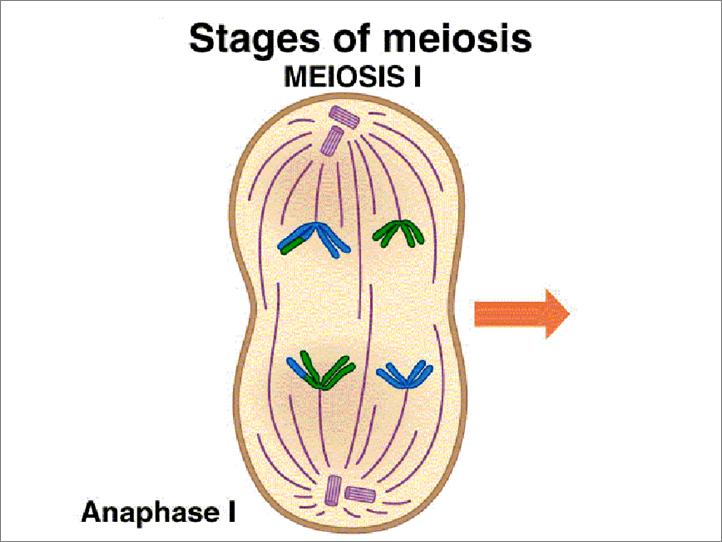 Stages of Meiosis - Anaphase I homologous chromosomes separate and are