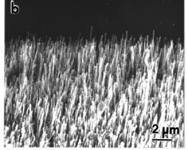 Imagine SEM a unui film de CNT-uri crescut prin PECVD la 750 K, pe suprafata unui fir de W de 30 μm acoperit cu particule de Co. Sursa: M. Tanemura, K. Iwata, K. Takahashi, Y. Fujimoto, F. Okuyama, H.