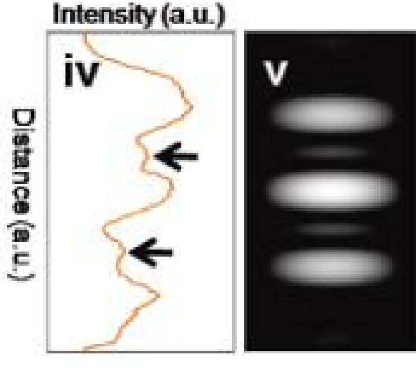 Puncte de emisie plasate la distante de cativa nanometri prezinta efecte de interferenta, sugerand ca fascicolele