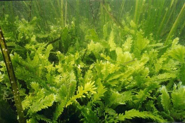Ulvophyceae: sea lettuces Caulerpa - root-like, stem-like and