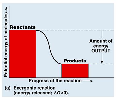 Chemical reactions can be classified as either exergonic or endergonic based on free