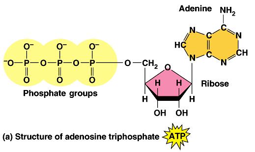 ATP (adenosine triphosphate) is a type of nucleotide consisting of the