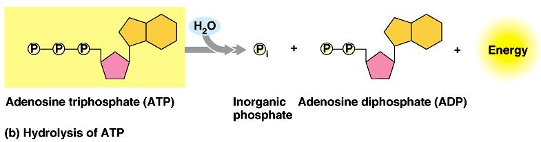 The bonds between phosphate groups can be broken by hydrolysis.