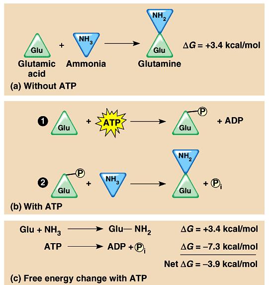 The energy released by the hydrolysis of ATP is harnessed to the endergonic reaction that