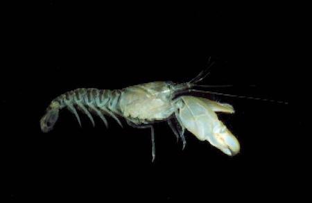 shrimp (Alpheus spp.