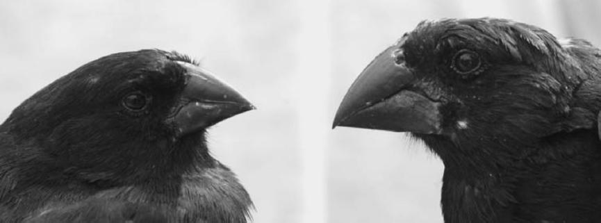 On Isla Santa Cruz, beaks sizes of Darwin s finches vary greatly.