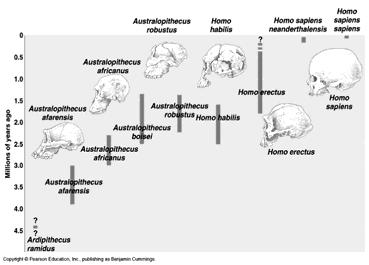 Appearance of genus Homo Australopithecus afarensis Australopithecus anamensis