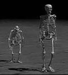 Australopithecus to Homo: Also, an overall increase in brain size Body size increases Change from largely
