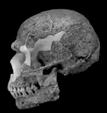 Early part of Homo lineage Later part of Homo lineage (More accepted path) Homo ergaster?? Homo neanderthalensis?