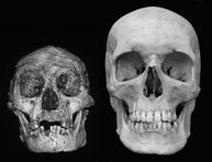 Homo floresiensis is is believed to be a long-term, isolated descendant of large-bodied Javanese H. erectus, though it could be a recent divergence.