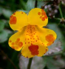 Studying the Genetics of Speciation In monkey flowers (Mimulus), two loci affect