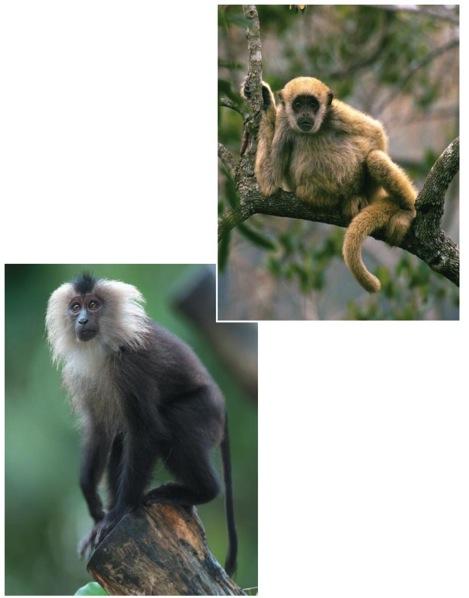 The first monkeys evolved in the Old World (Africa and Asia) (a) New World monkey: spider monkey In the New World (South America), monkeys first appeared roughly 25