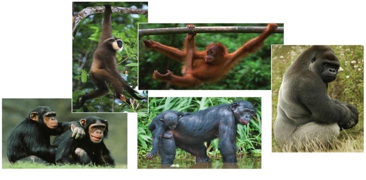 The other group of anthropoids consists of primates informally called apes This group includes gibbons, orangutans, gorillas, chimpanzees,