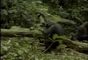 Video: Chimp