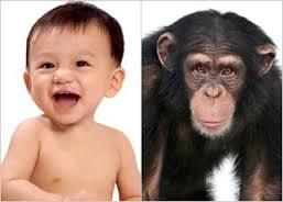 The human and chimpanzee genomes are 99% identical
