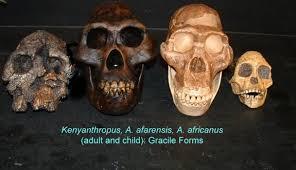 Robust australopiths had