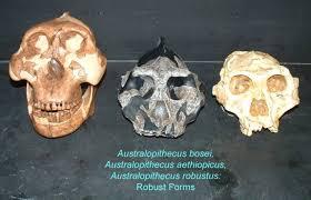 jaws Gracile australopiths
