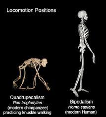 Bipedalism Hominins began to walk long distances on two legs about 1.