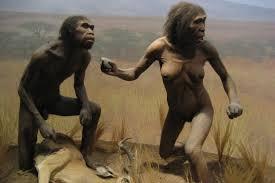 Homo ergaster was the first fully bipedal, largebrained hominid The species existed 1.9-1.