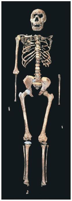 Homo ergaster fossils were previously assigned to Homo erectus;