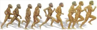 Homo erectus originated in Africa by 1.