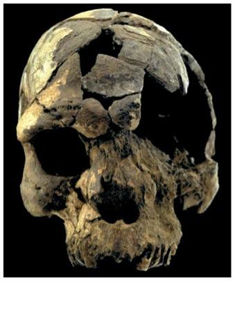 Homo Sapiens Homo sapiens appeared in Africa by 195,000 years ago All living humans