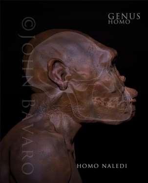 Discovered in 2013 in South Africa Naledi means star, found in Rising Star Cave No dating method