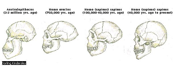 Premodern humans Beginning about 130,000 years ago, populations of premodern (archaic) humans such as H.