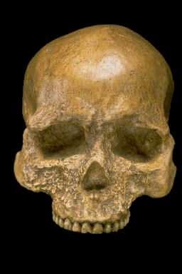 Cro Magnon 1 - One of the more famous early H.