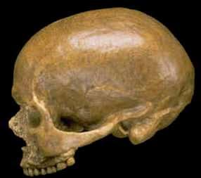 Homo sapiens, Cro-Magnon 1 Homo heidelbergensis Differences between Homo sapiens,
