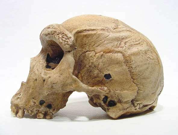 heidelbergensis: Skull - high and well rounded Back of skull rounded with occipital