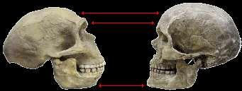 Neandertal modern Homo