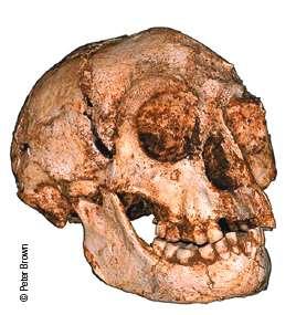 Homo floresiensis Hobbits 100 to 50 kya Previously