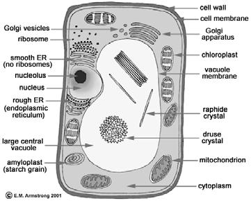 Cell Structures & Plant Anatomy Cells Types & Structural Differences Prokaryotic cells 1. No organelles 2. Cell membrane 3. Nucleiod 4. Cell wall 5. Ribosomes 6. Cytoplasm 7. Plasmid 8.