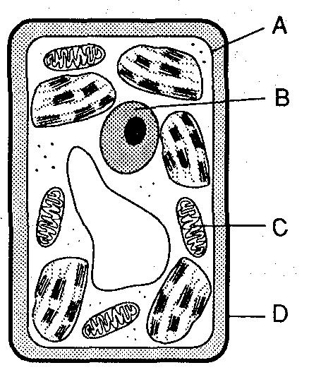 Base your answers to questions 1 and 2 on the diagram below which represents a typical green plant cell and on your knowledge of biology. 5.