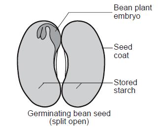 6. Base your answer to the following question on the diagram and information below and on your knowledge of biology. The diagram represents a germinating bean seed that has been split open.