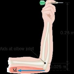 2 2. Figure 6 shows a model for the motion of the human forearm in throwing a dart. Because of the force M applied by the triceps muscle, the forearm can rotate about an axis at the elbow joint.