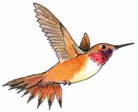 1. Hummingbirds are attracted to scarlet,