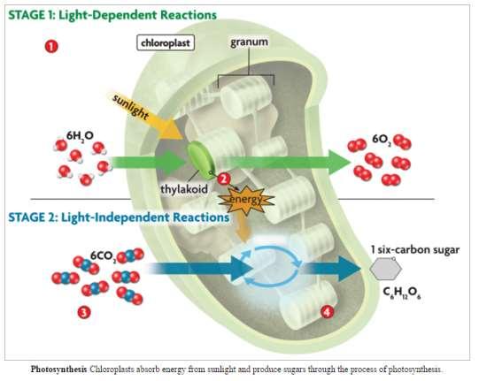 34. Using the diagram below, put each letter from the statements below into a box to show the seven steps of the light-dependent reactions. a. ATP synthase produces ATP. b. Chlorophyll (in the thylakoid membrane) absorbs energy from sunlight, and energized electrons enter the electron transport chain.