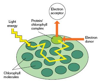 The process of energy absorption, followed by re-emission of energy, continues, with the energy bouncing from one pigment molecule to another.