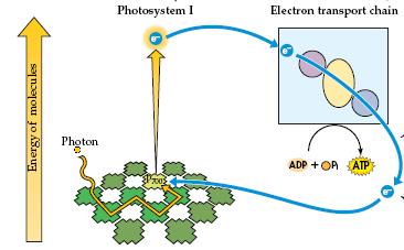 Cyclic Photophosphorylation PHOTOSYSTEM I with P700 In contrast to noncyclic photophosphorylation where electrons become incorporated into NADPH, electrons in cyclic photophosphorylation return to PS