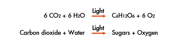An Overview of Photosynthesis Photosynthesis uses the energy of sunlight to convert water and carbon dioxide into