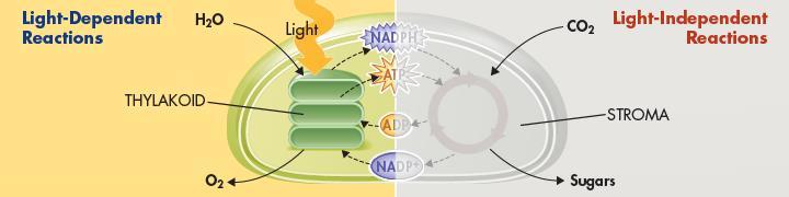 Light-Dependent Reactions Water is required as a source of