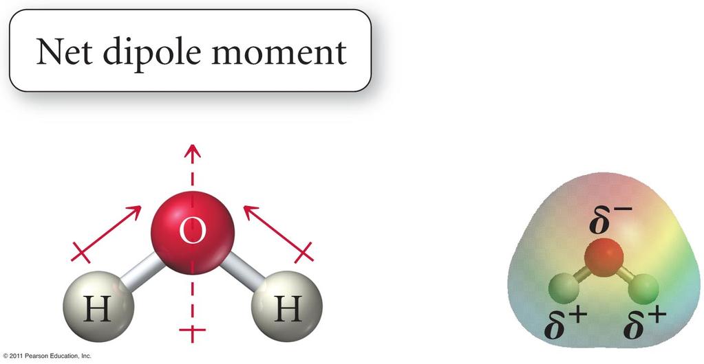 Molecular Polarity The H O bond is polar.