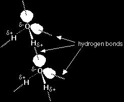 Hydrogen bonding arises when a molecule contains a highly polar bond, such as an O H, F H or N H bond, the positive end of which is hydrogen.