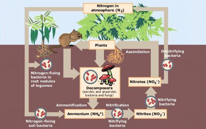 3. Identify the cycle below- Nitrogen cycle *a. Animals eat plants & other animals *b. Animals and plants die and produce waste products *c. Decomposers recycle nutrients back into soil 4.