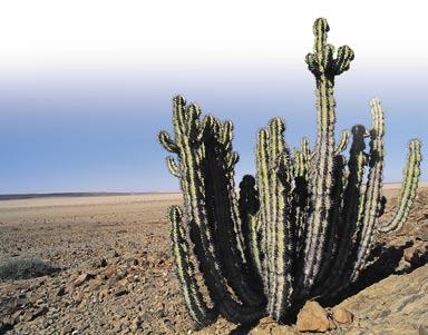 The root systems of desert plants are often close to the surface. This helps them soak up the rain quickly before it evaporates. Cactuses have leaves like waxy needles.