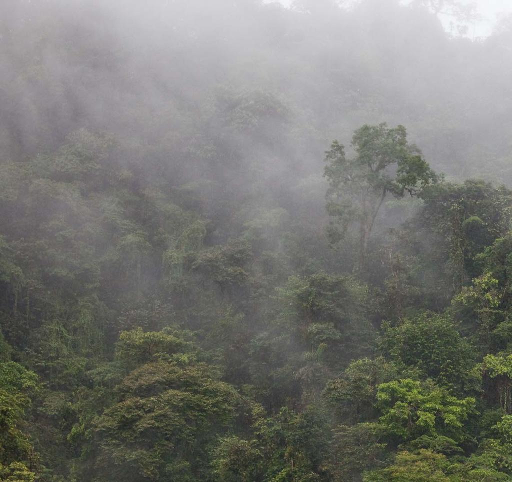 Problem 2: Cloud water interception in tropical montane cloud forests Cloud water interception (CWI) is an unaccounted source of water CWI varies strongly and can reach values of more than 1000 mm yr